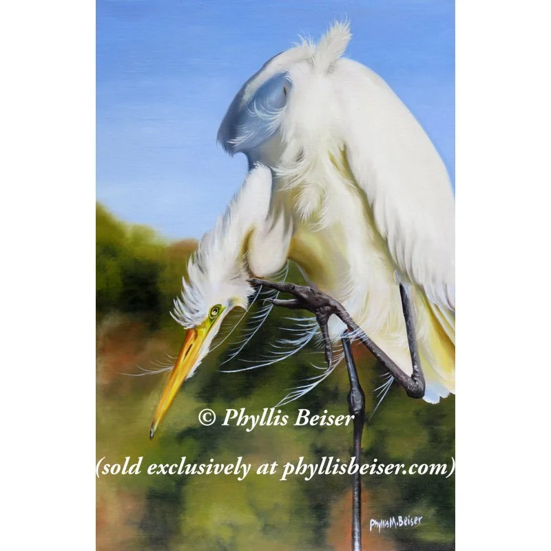 Great Egret In Fall
