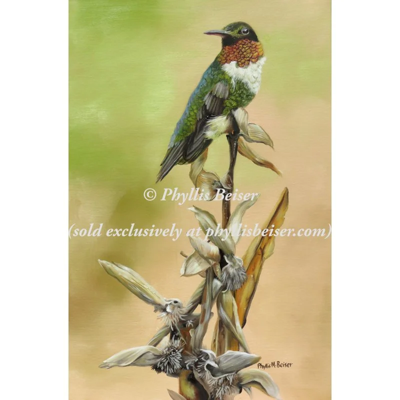 Hummingbird On A Cana Lily