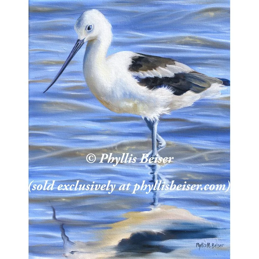 American Avocet