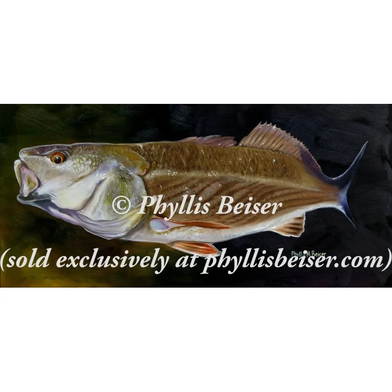 Redfish Study  (canvas print)