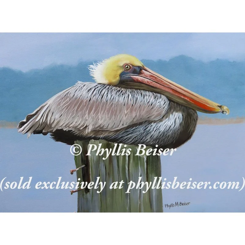 Winter In The Pass Pelican