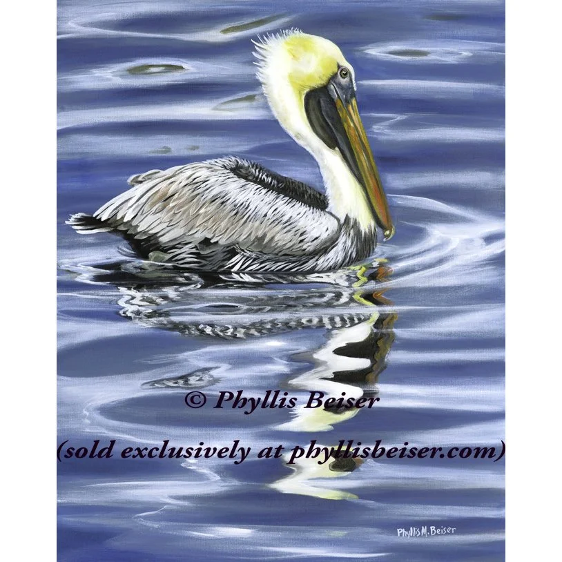 Blue Waters Pelican (canvas print)