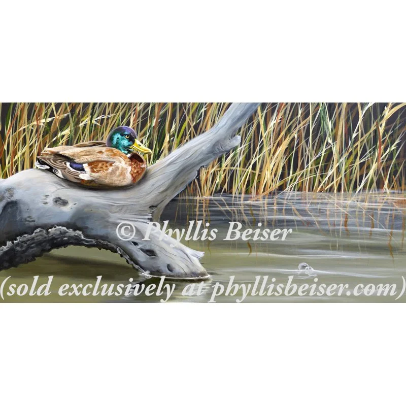 Resting Mallard  (CANVAS PRINT)
