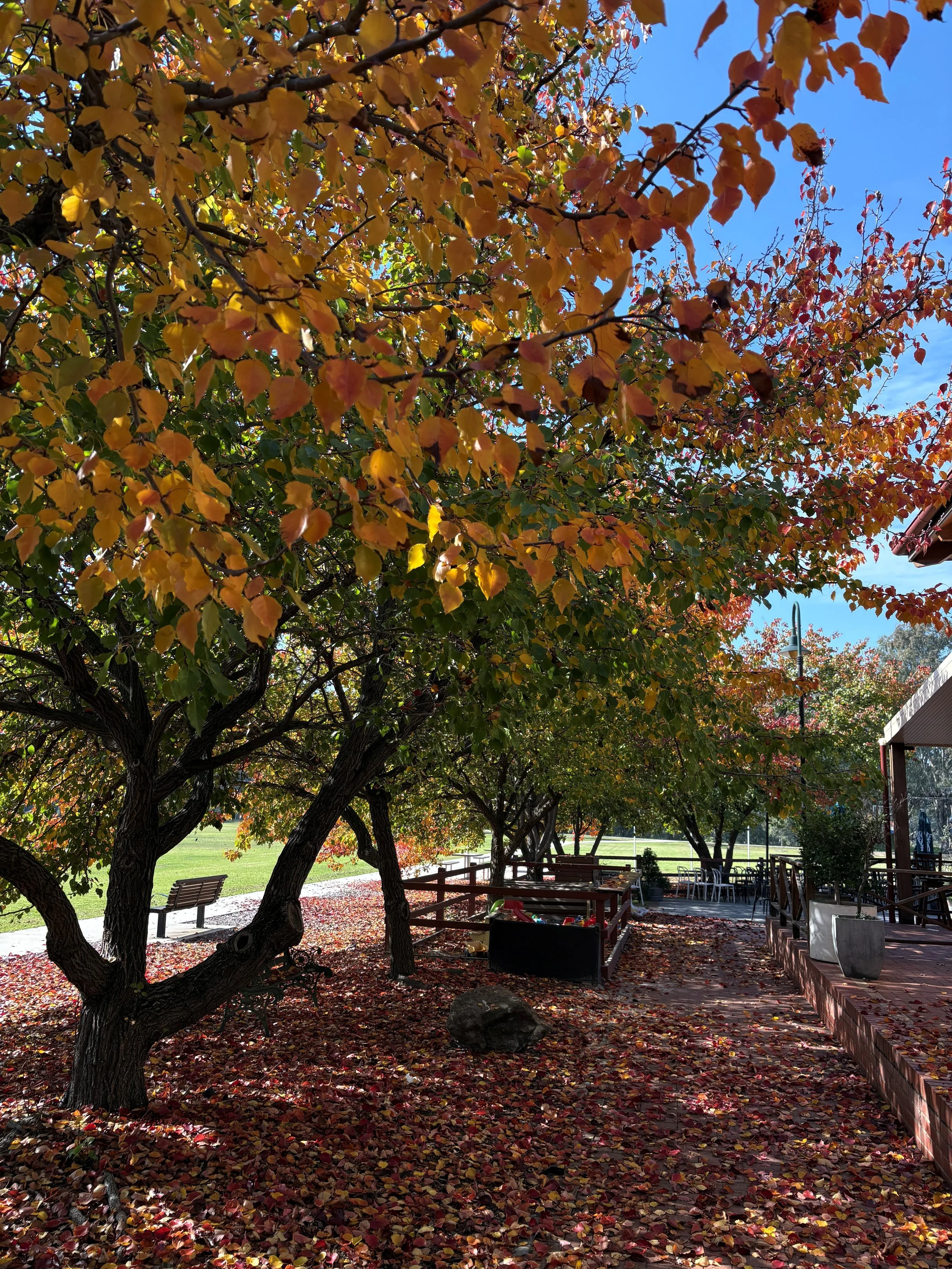 AUTUMN LINC.jpg