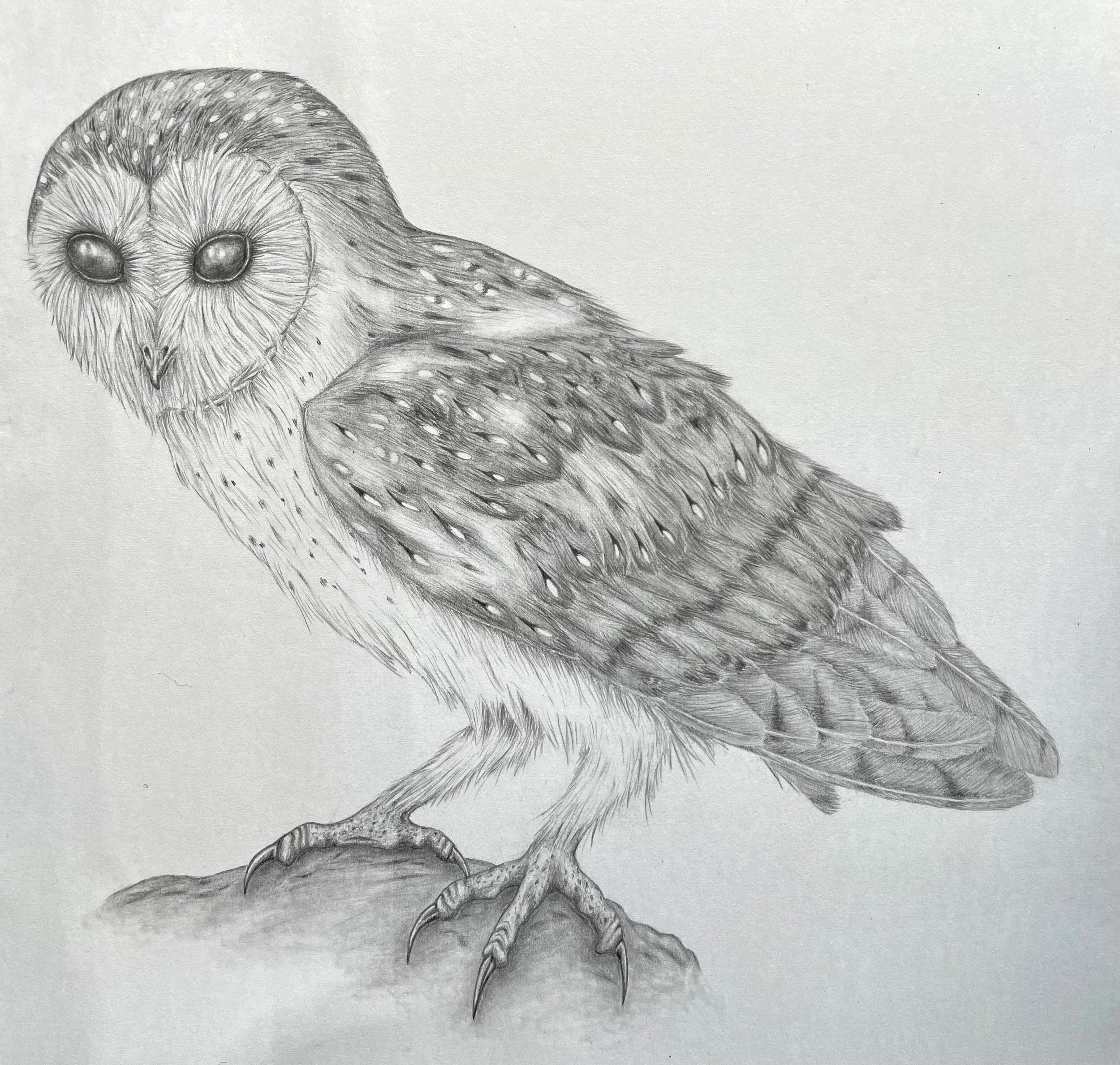owl.jpg