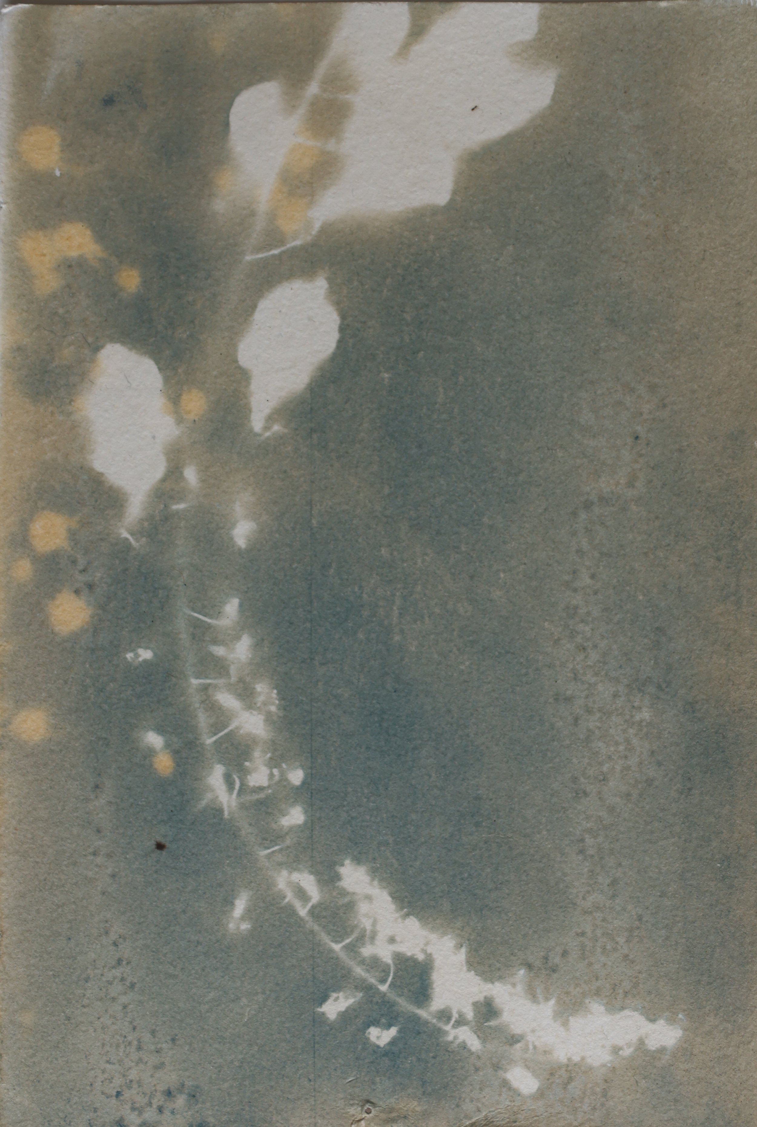 WS5_0484-2.jpg