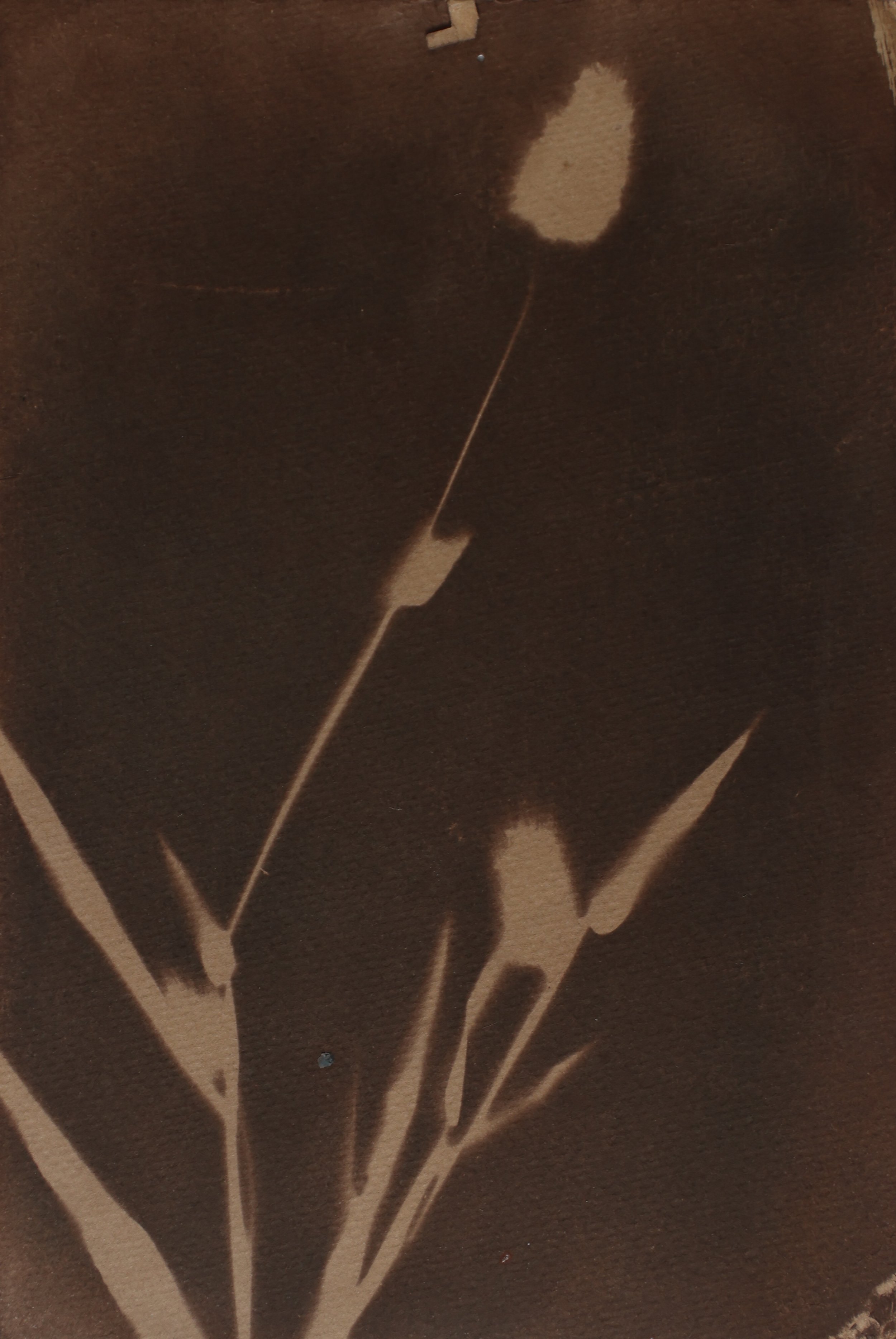 WS5_0483.jpg