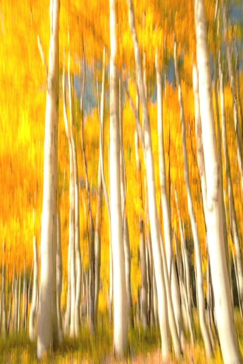Aspen Abstract, Crested Butte, Colorado, September 2020