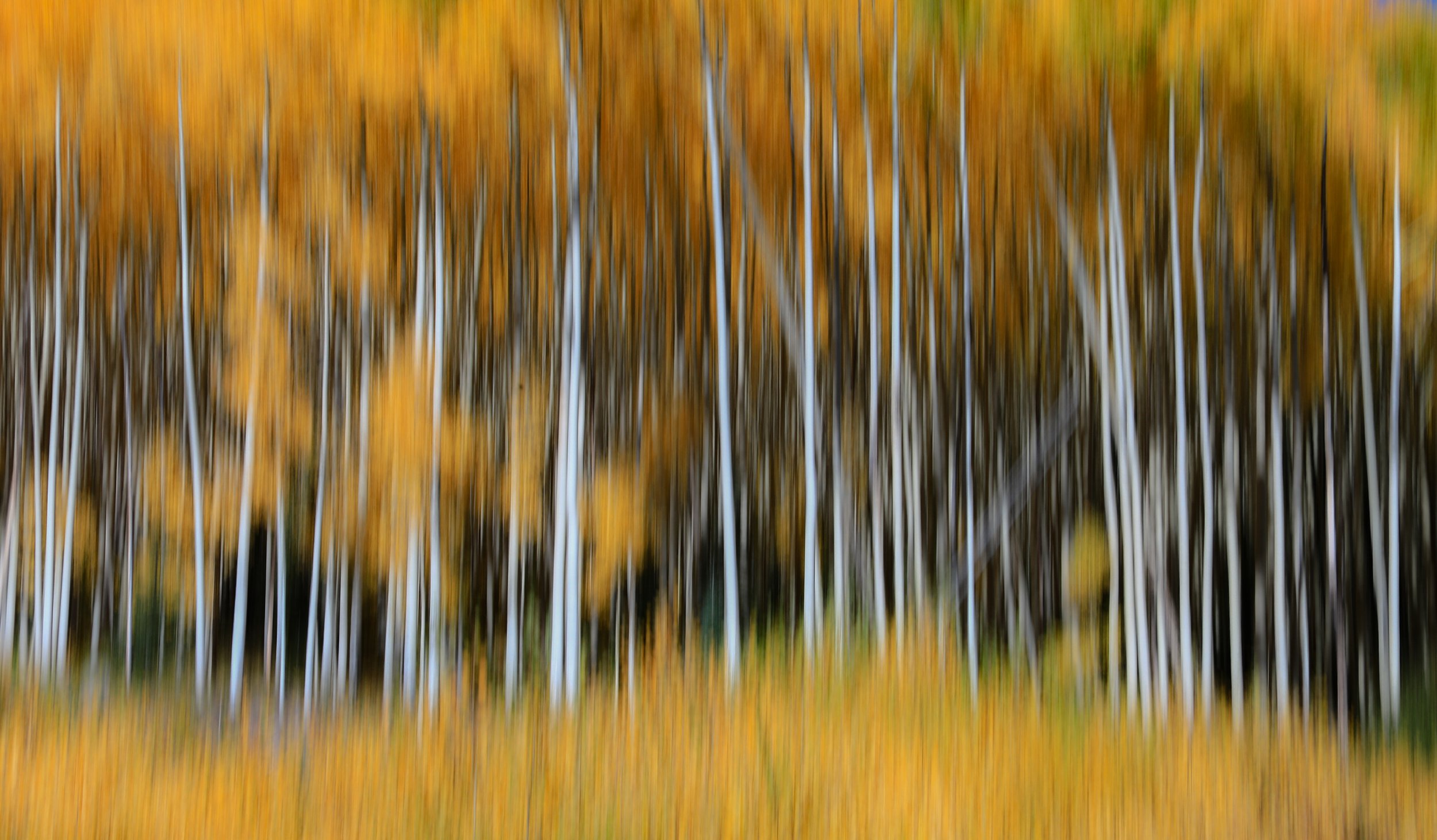Aspen Grove.jpg