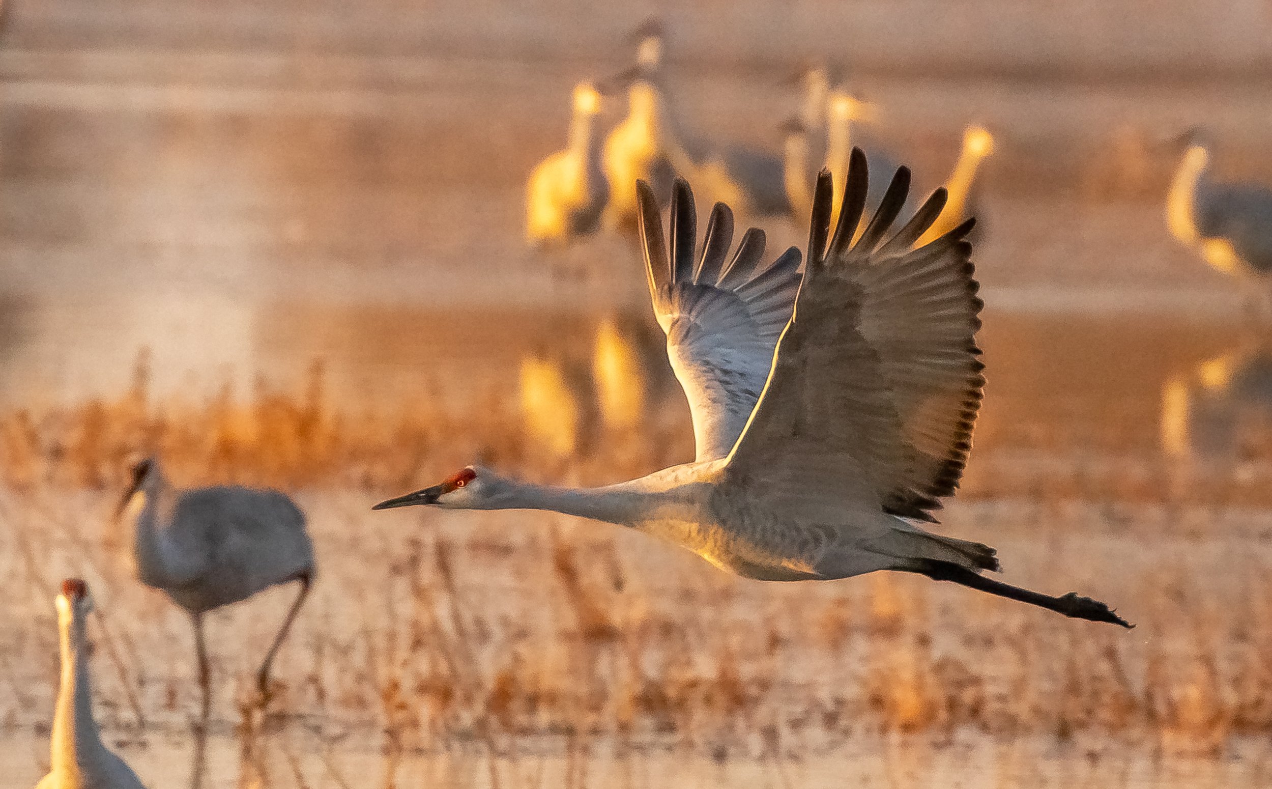 Crane in Flight, Bosque del Apache, New Mexico, November 2020