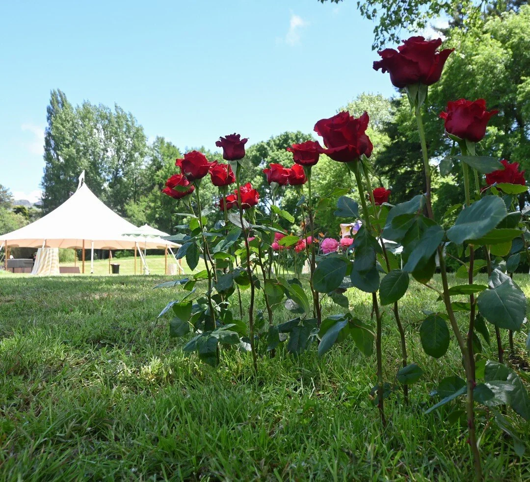 Sniff Flowers Havelock North Florist