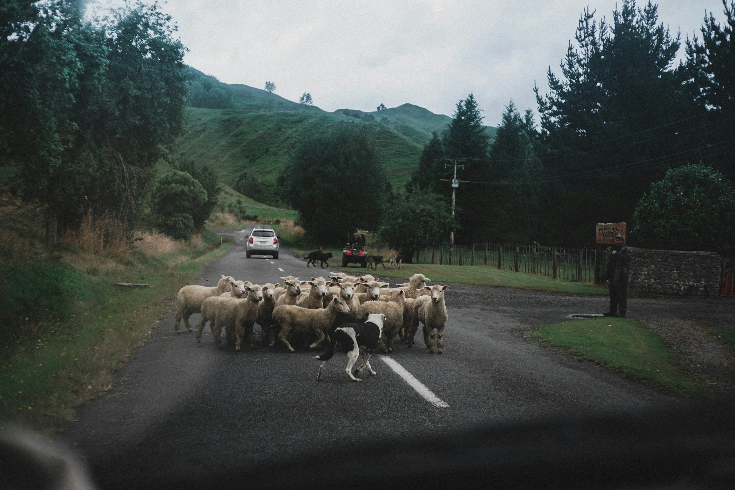 Car driving past sheep