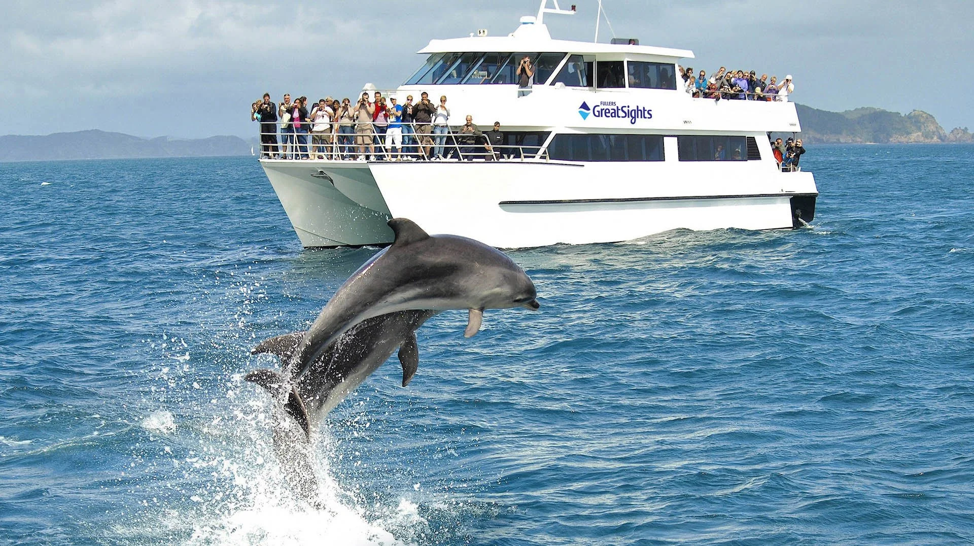Dolphin cruise