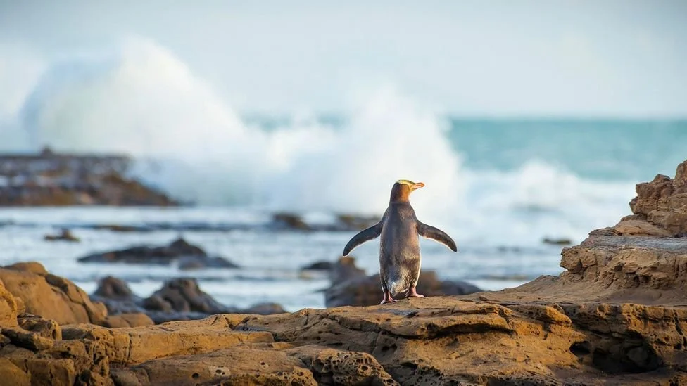Penguin on the rocks - Tour