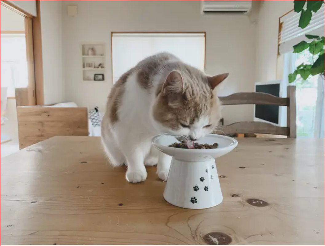 https://images.squarespace-cdn.com/content/v1/634f629961bc3711222a9ac8/1675203063276-BMUSJOHRZ9OJ4VBVL336/Raised+Cat+food+bowl+cat+1.PNG?format=1500w