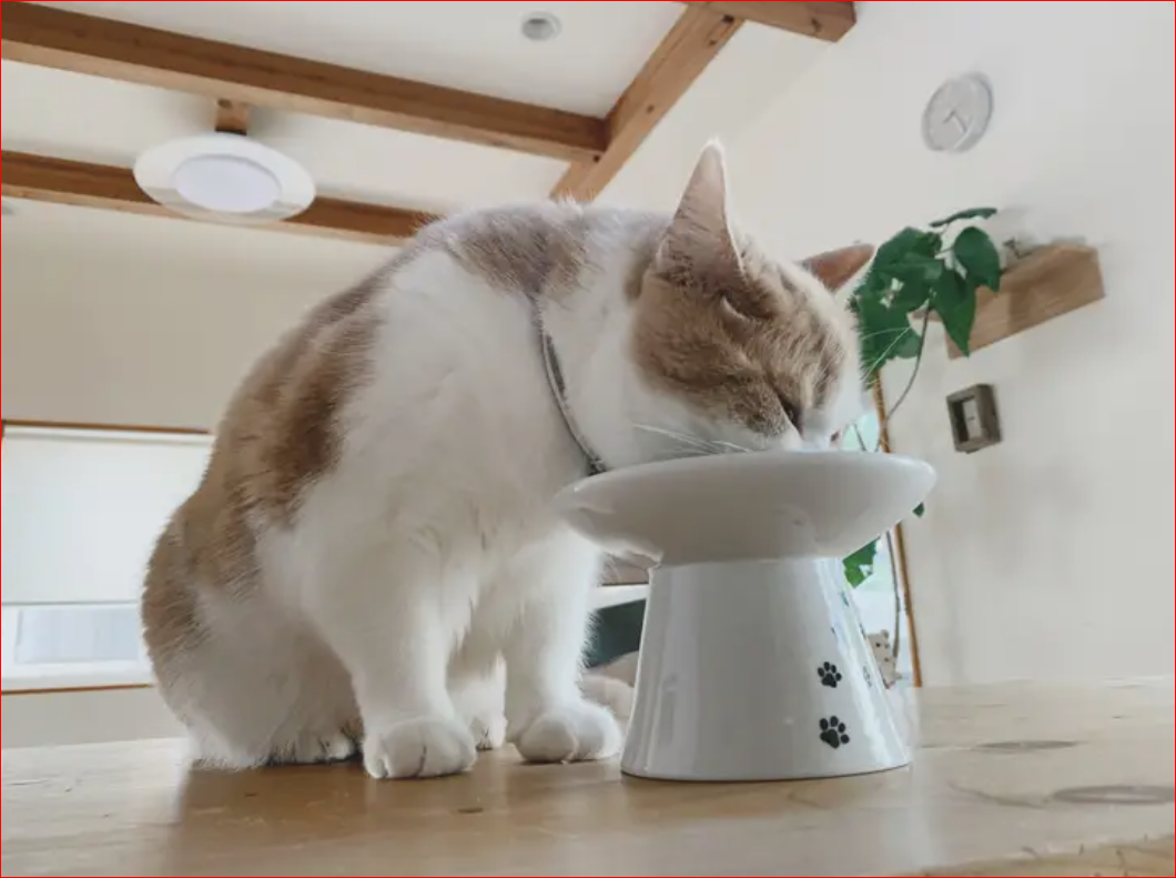 Extra Wide Raised Cat Food Bowl (Cat) — Feline Felons Cat Cafe Events