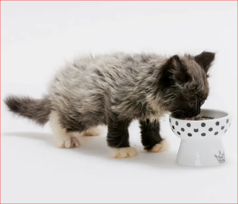 Raised Mini Cat Food Bowl — Feline Felons Cat Cafe Events