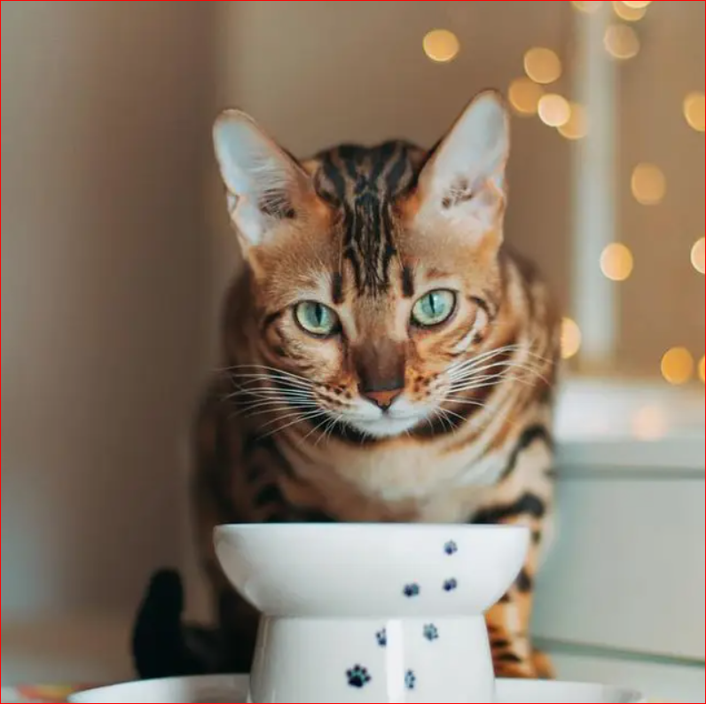 Raised Cat Food Bowl (Cat) — Feline Felons Cat Cafe Events