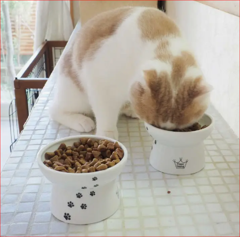 https://images.squarespace-cdn.com/content/v1/634f629961bc3711222a9ac8/1675210359623-6CR9OH3W4RONVHGJLLTS/Raised+Cat+food+bowl+cat+c.PNG?format=1000w