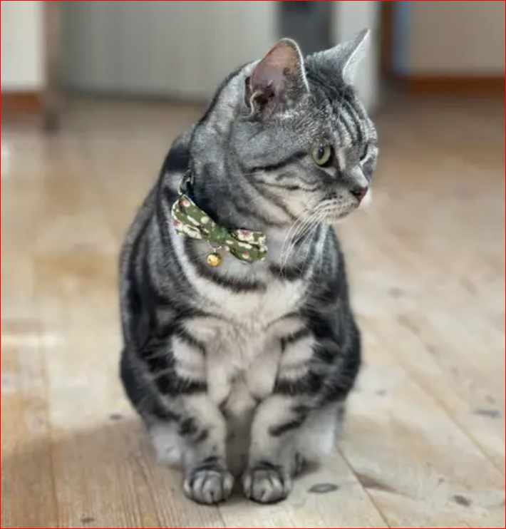 PetSoKoo Cute Bowtie Cat Collar with Bell. Japanese Stylish Bowknot & Fish  Charm. Safety Breakaway, Soft, Lightweight, for Girl Boy Male Female Cats  Kitten Small (6-9.5 Inches,16-24cm) Tea Green