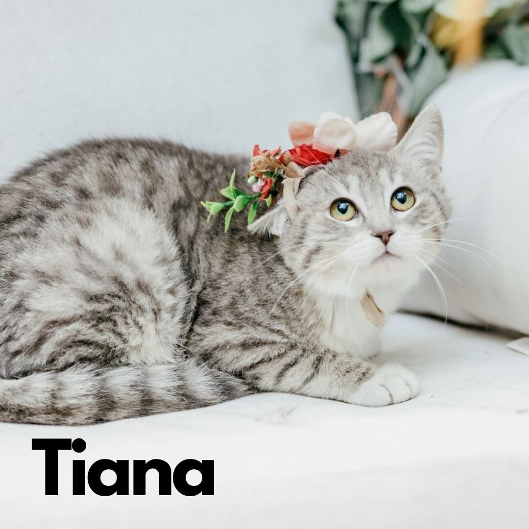 🎉New Arrivals - Part 2🎉 Please welcome Tiana, Isla, and Jim Jam to our kitten room! 💕 

Make sure to add a visit with these cuties to your Sunday plans ✅ 

#cat #cats #southernmaryland #meow #kitten #catcafe #felinefelonscatcafe #fun #happy #kitte