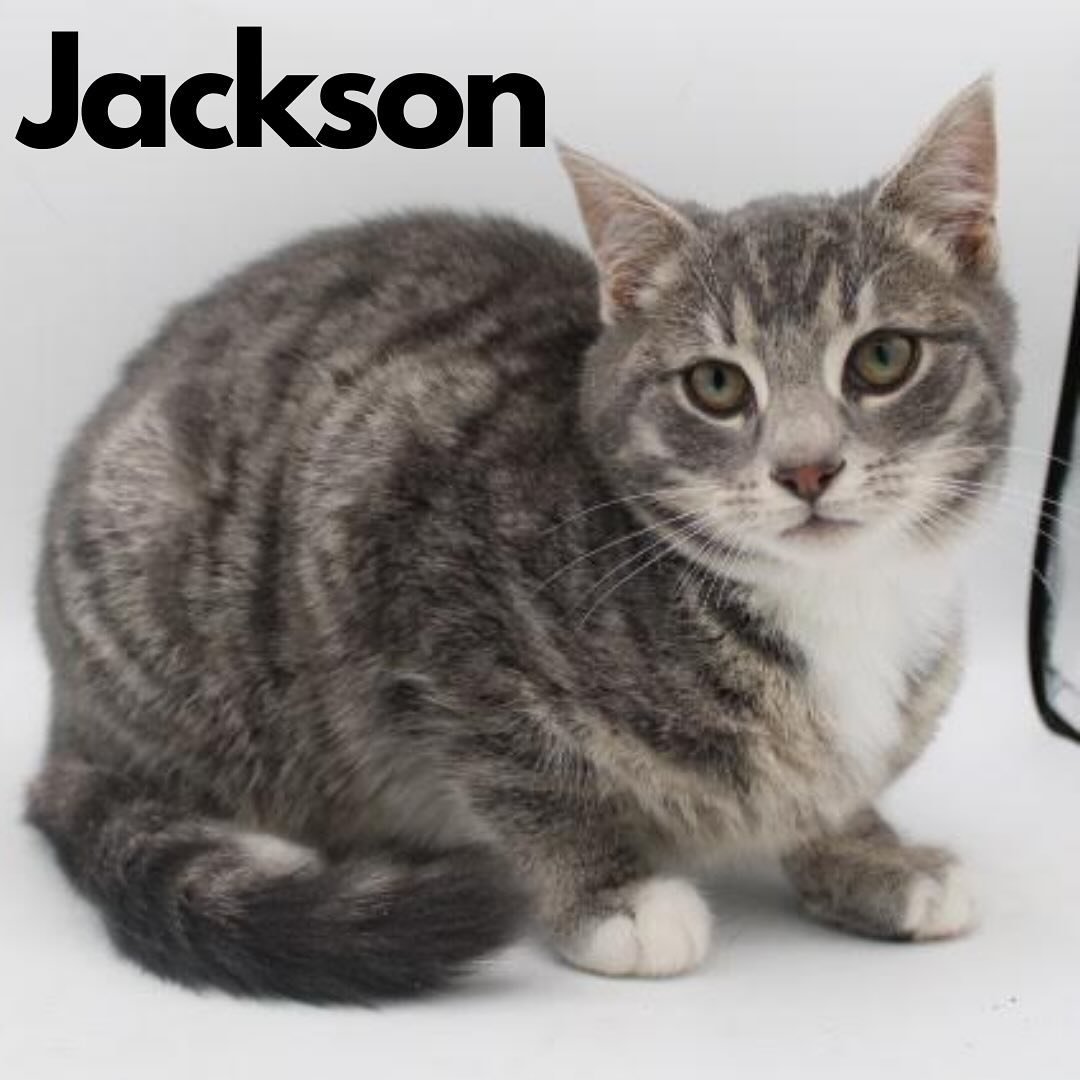🎉 NEW ARRIVALS 🎉 Welcome Jackson, Queenie and her 2 kittens, Willow and Aspen! 

Stop by this week to meet our new additions 🥰 Make your reservations using the link in our bio 🔗

#cat #cats #southernmaryland #kitten #catcafe #felinefelonscatcafe 