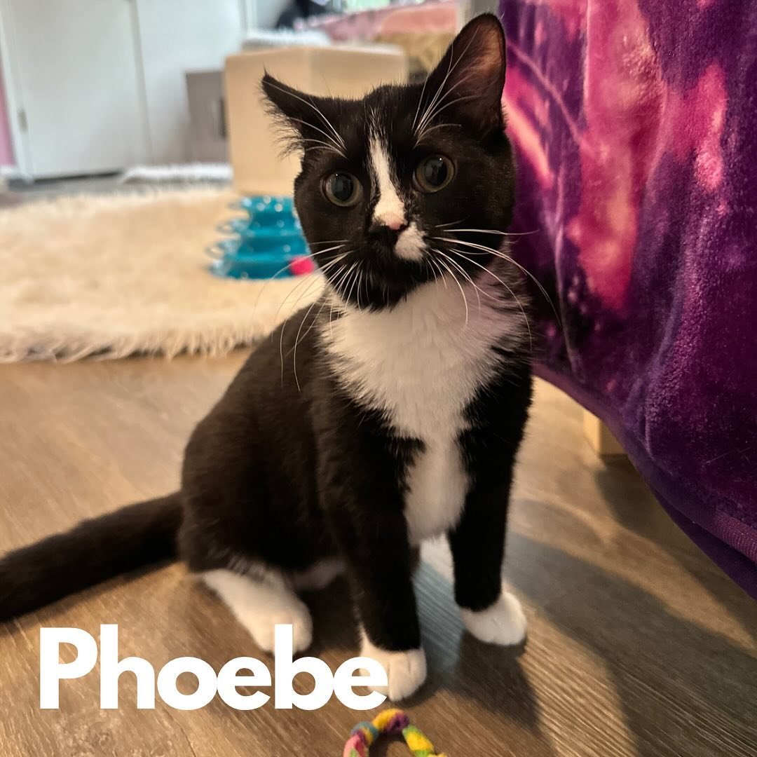 Happy Friday! 🎊 Need something to kick off your weekend? Come meet our newest #kittens: Phoebe, Cricket, Acorn, Bagel, Indigo and Navy 🐾 

You can make appointments using the link in our bio 🥰

#cat #cats #southernmaryland #kitten #catcafe #feline