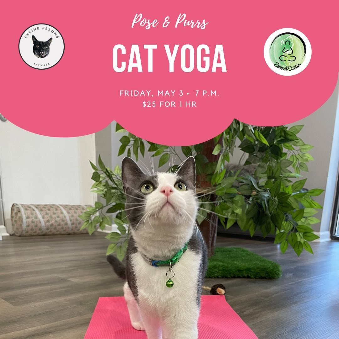 In need of some paw-some plans this Friday? 🐈 

Join us Friday, May 3 at 7 p.m. to spend an evening practicing your poses with our kitt-inmates and @zentralstationyoga 🧘&zwj;♀️ 

Save your spot using the link in our bio 🐾

#meowmaste #cat #cats #s