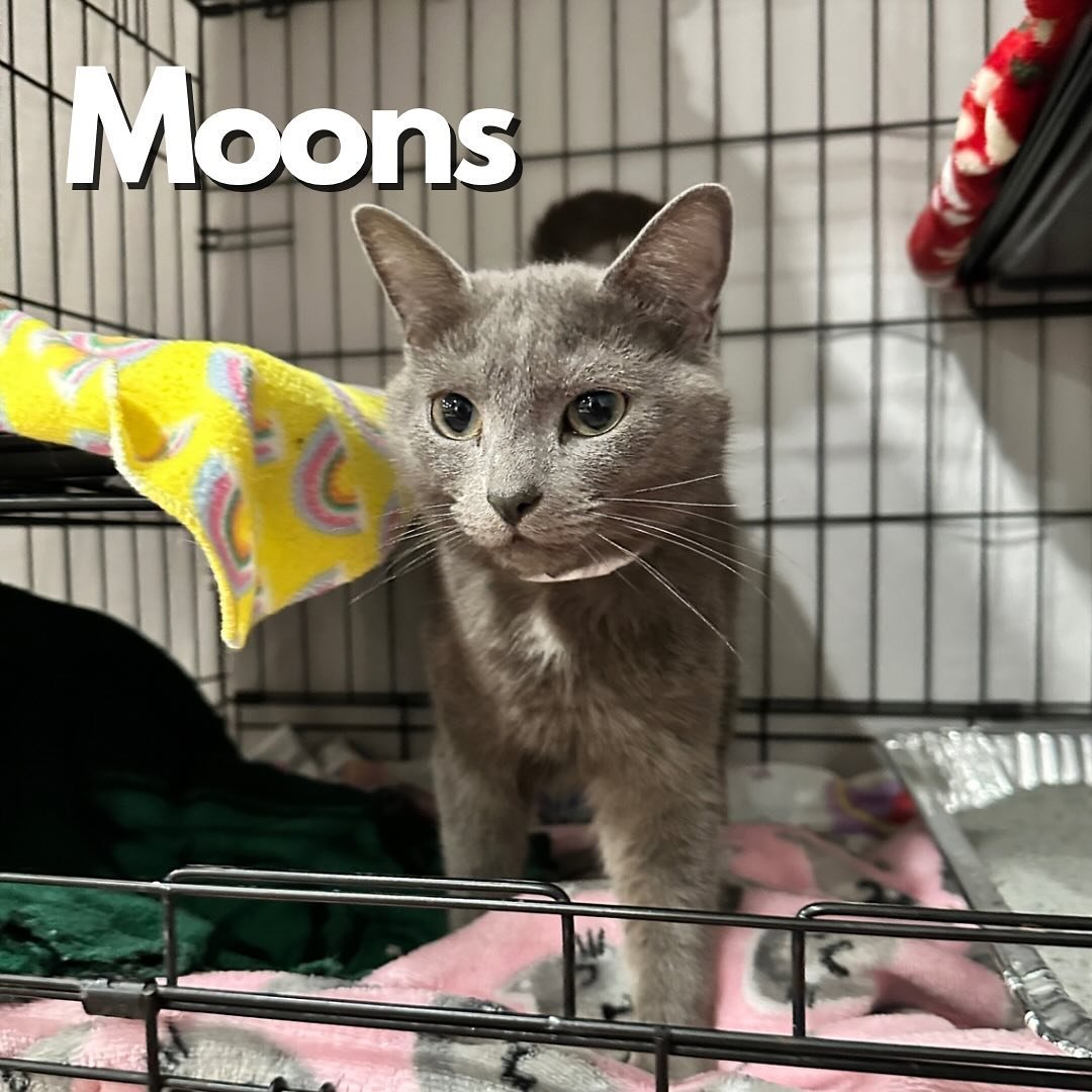 Happy Sunday! We have some adorable new arrivals to welcome 💖 Introducing Moons, Steve Harvey, Meowgaret and Luz!

What better way to close out your weekend than spending time with our kitt-inmates 🥰 You can walk-in or make an appointment using the