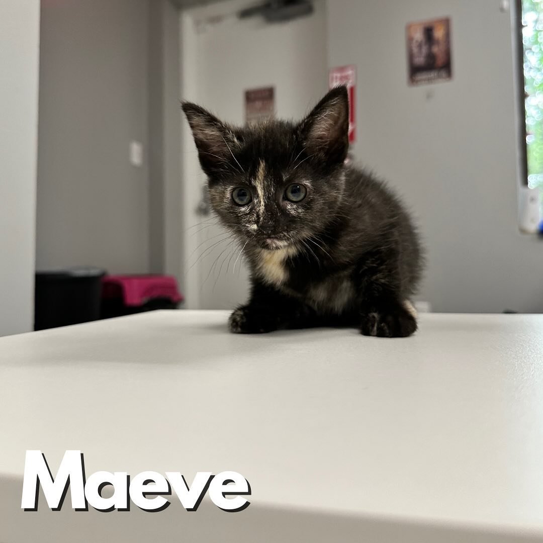 We have some✨New Arrivals✨ to welcome today! 

We&rsquo;re welcoming Fiona and her babies, Maeve, Liam, Beckett, Finnegan and Rowan. We also have 2 solo kittens joining us named, Mable and Dipper 💕

Stop by this week to meet these sweet babies and m