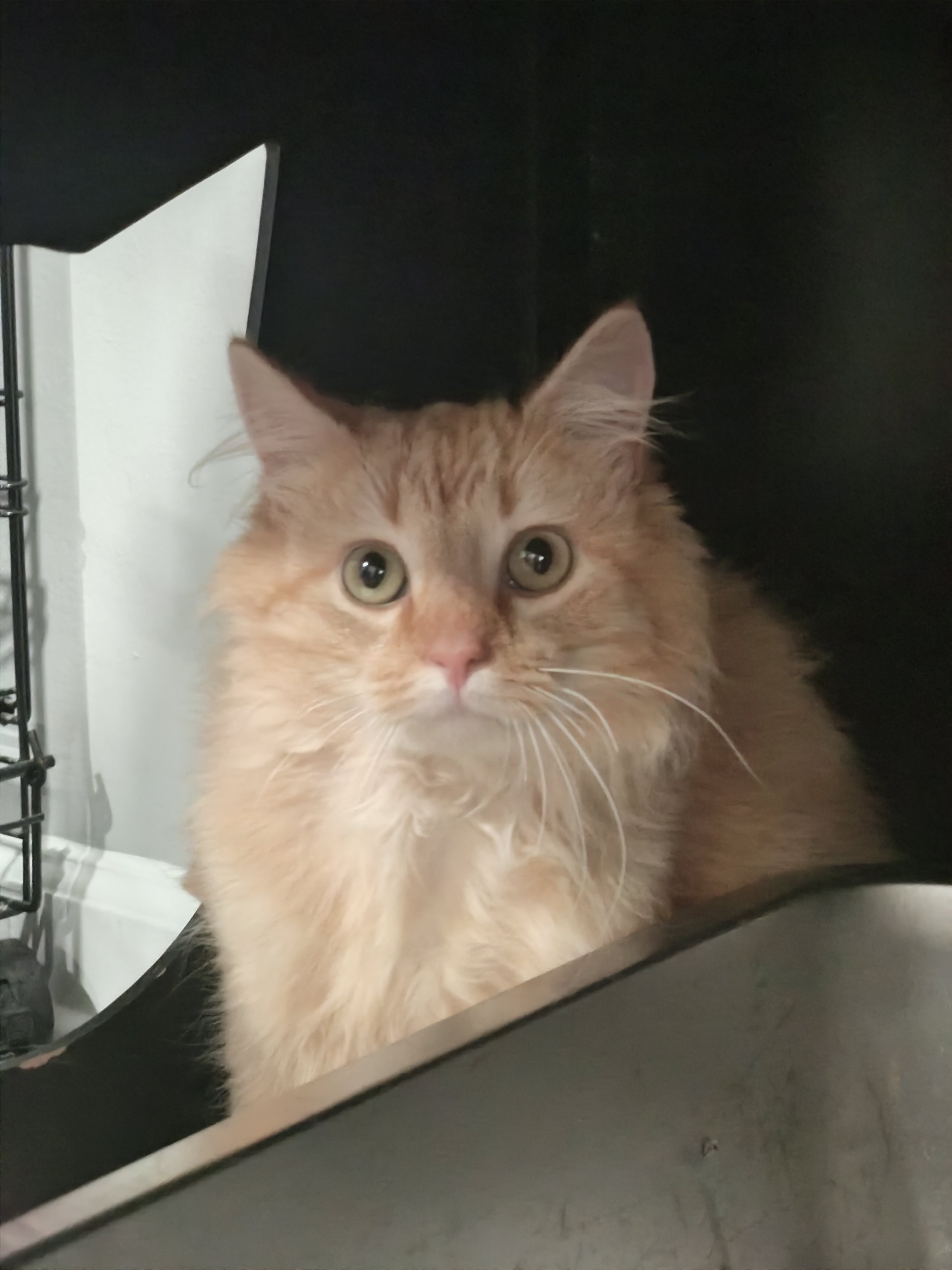 #476 Linus