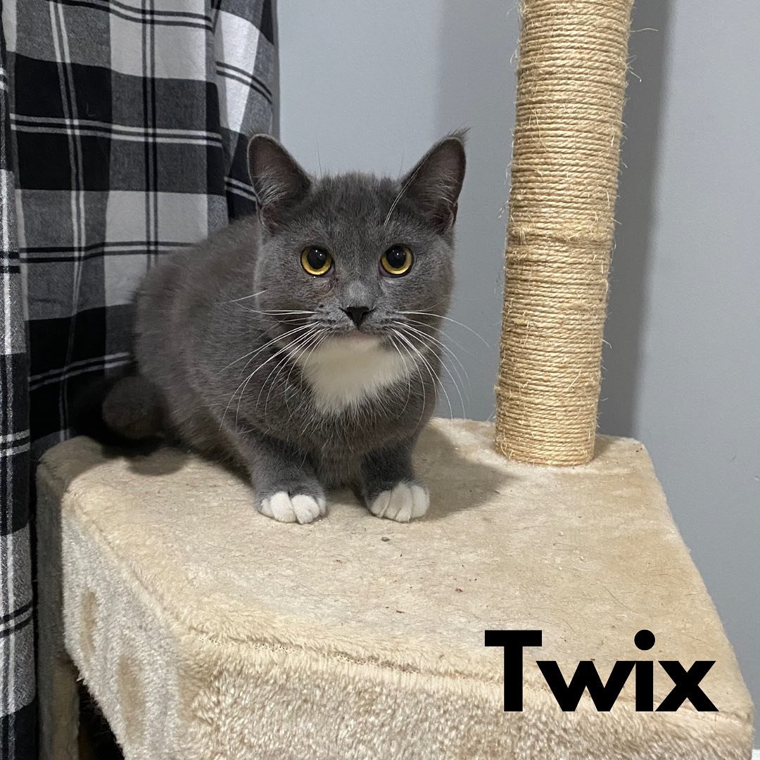 #87 Twix