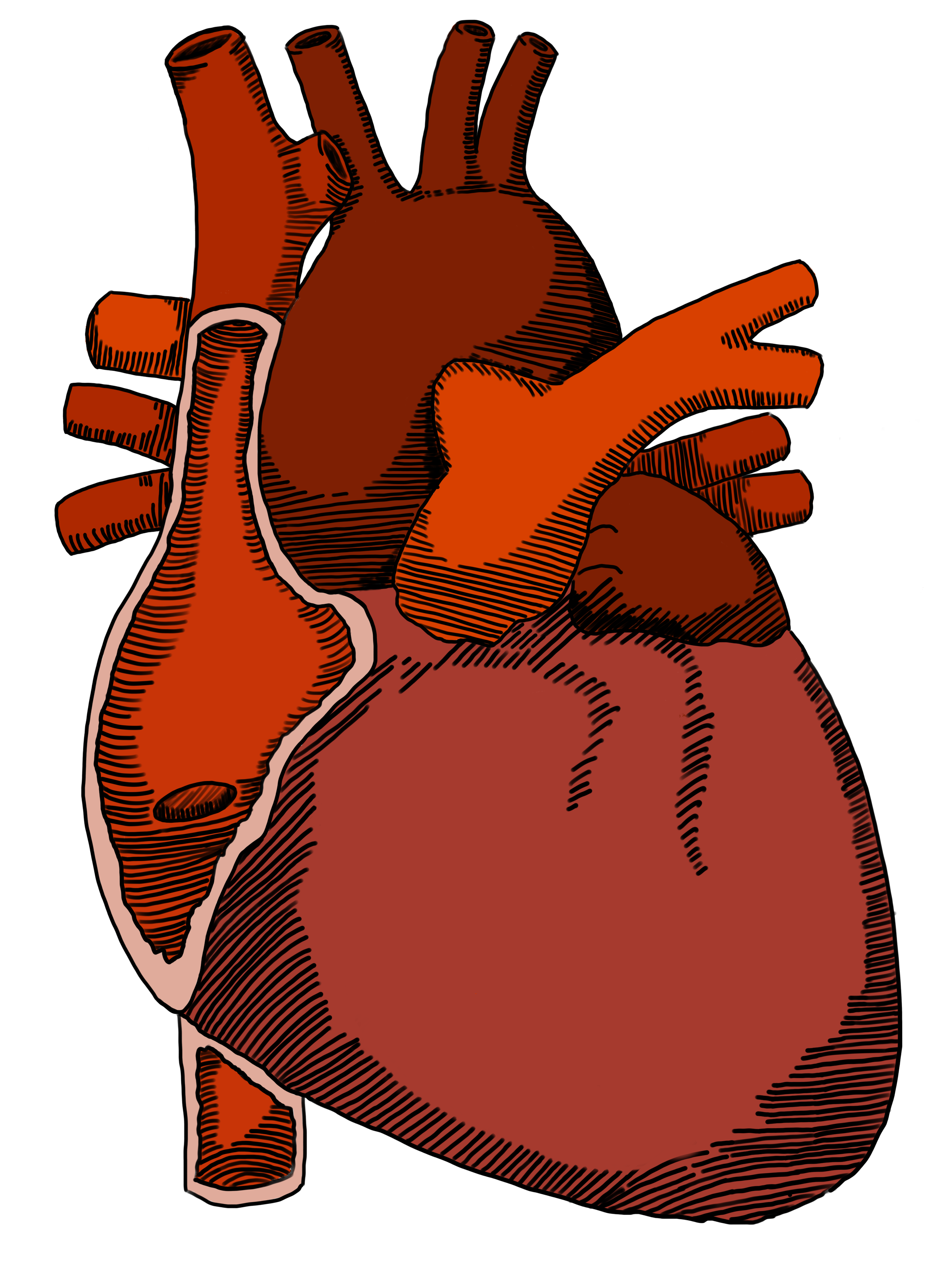 What do we do?
Cardiovascular Immunology, Protein Engineering, and Pharmacokinetic Modeling.