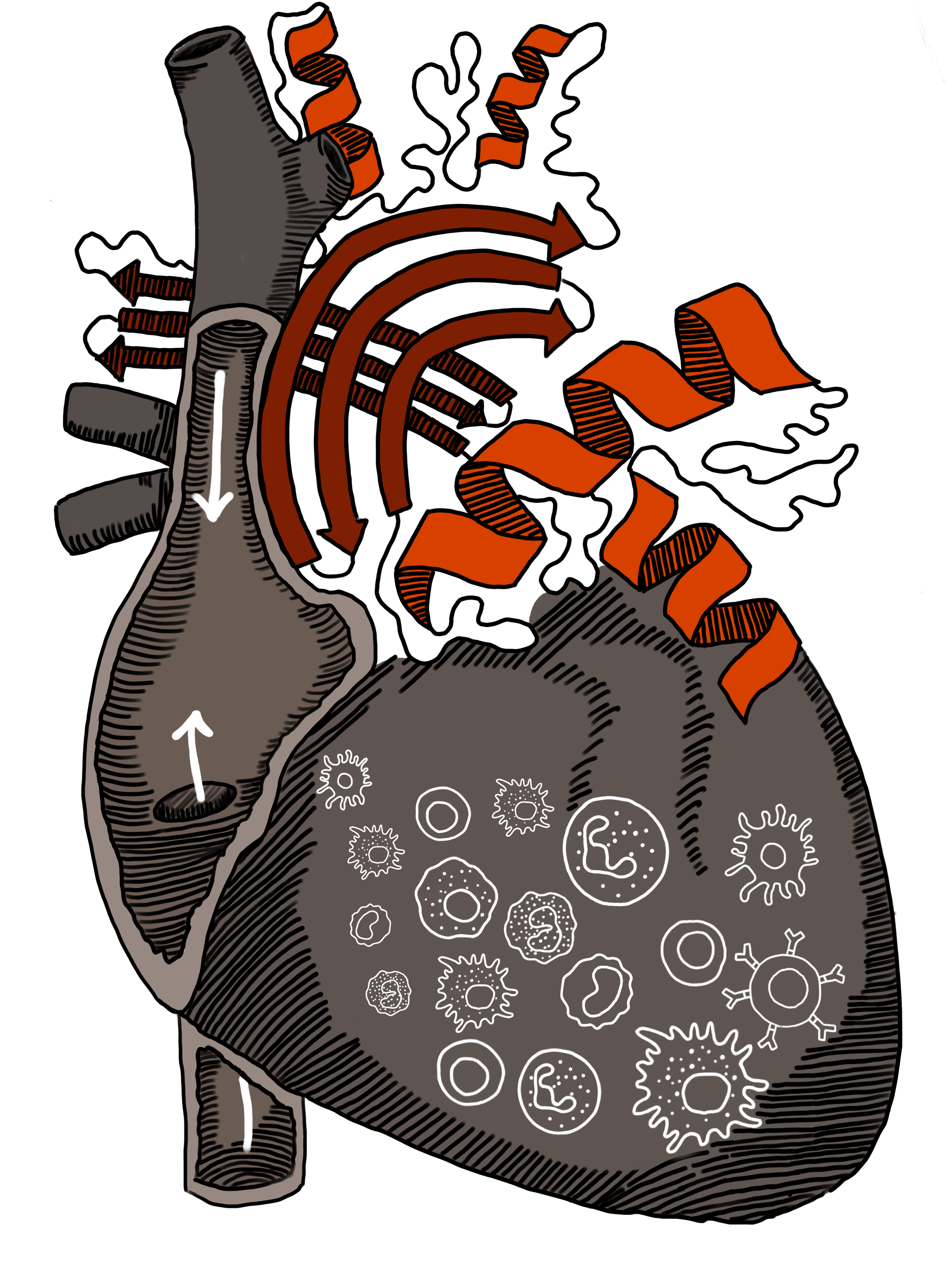 Protein Engineering
We use directed evolution to engineer proteins with novel therapeutic activity. 