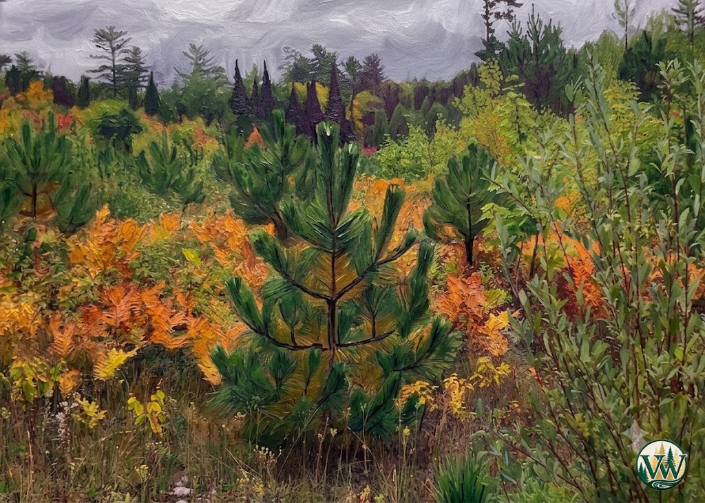 Lillte Red Pine on Bear Camp Road