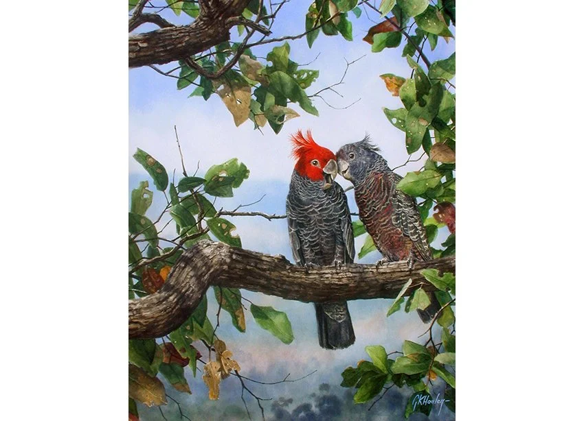 Gang gang Cockatoo adj.jpg