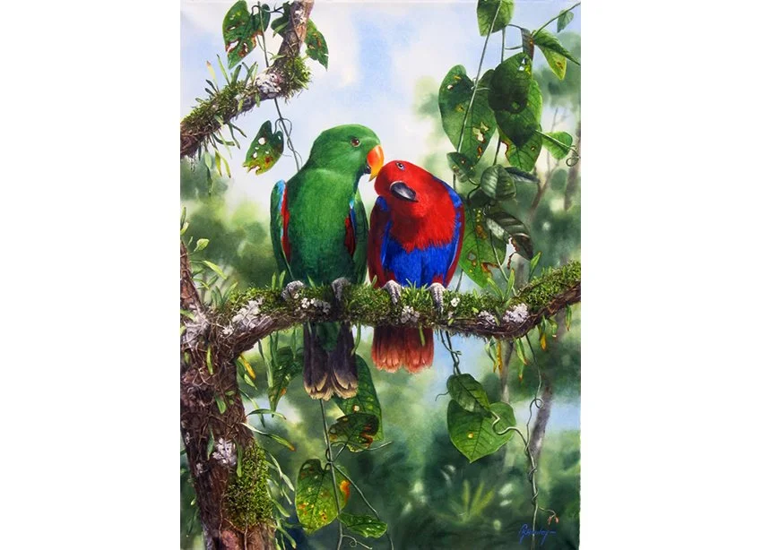 Eclectus Parrots No.1.jpg