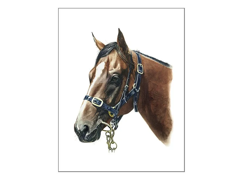Portrait of Snitzel - 52cm x 40cm watercolour If you would like a portrait of your horse, please feel free to contact me. 