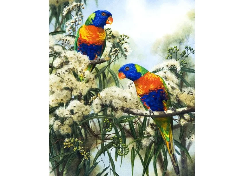 Rainbow-Lorikeets_52cm x 40cm.jpg