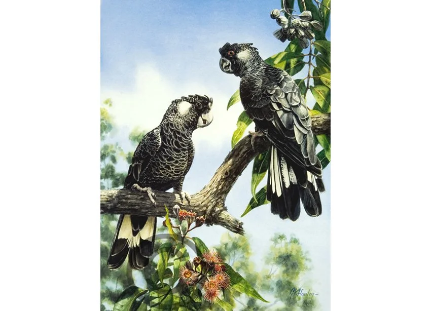 White-tailed Black Cockatoo adj.jpg