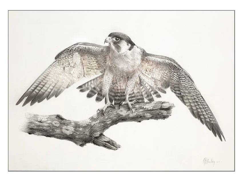Speed and Time -  Drawing in progress  - showing the gold shimmers when light is shone directly in front of the artwork - a uniquely beautiful feature of goldpoint drawings.