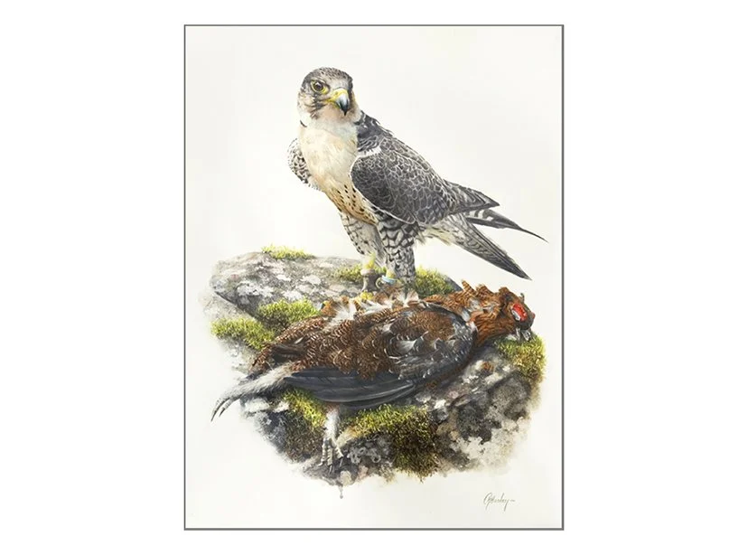 Peregrine x Lanner Falcon adj2.jpg