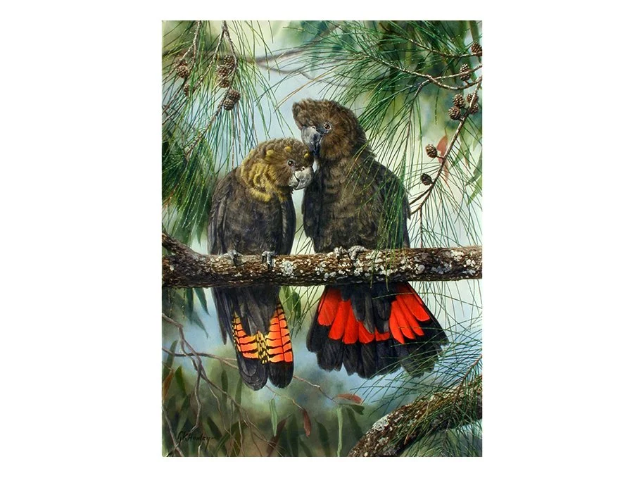 Glossy Cockatoo adj.jpg