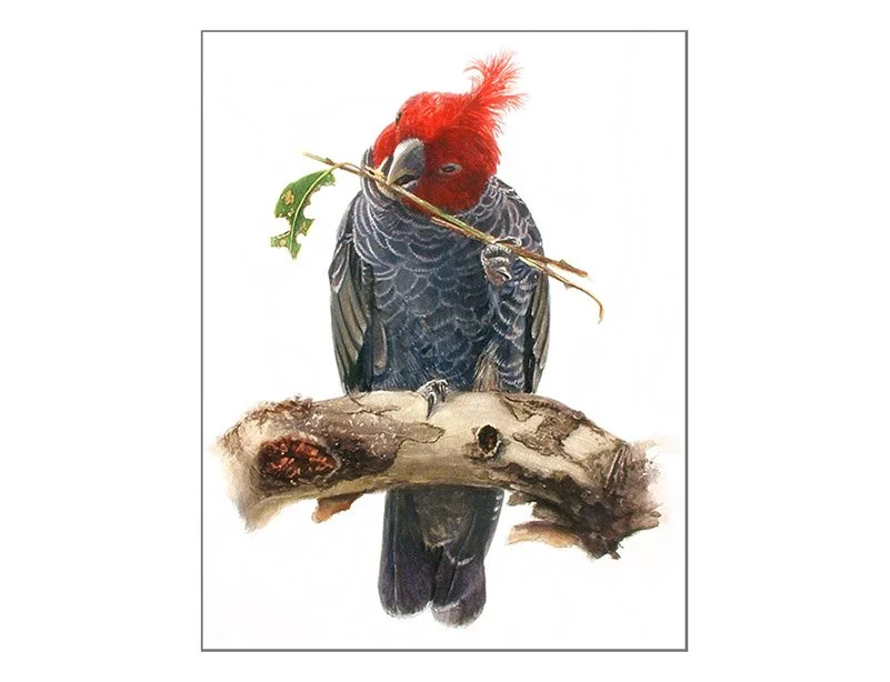 Gang-gang Cockatoo  Study - 34cm x 52cm
