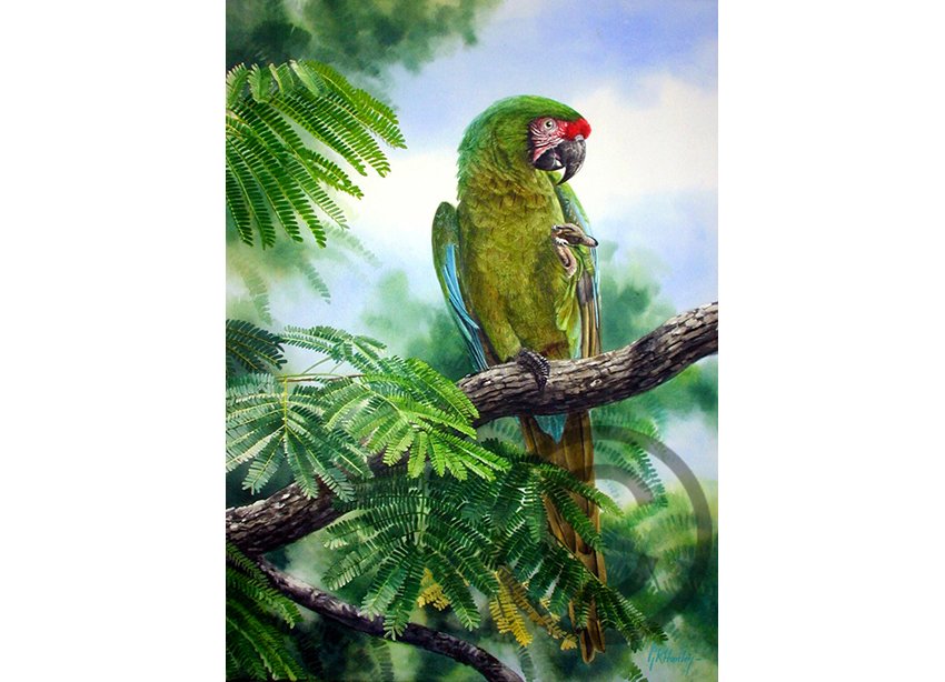 Military-Macaw adjcc.jpg