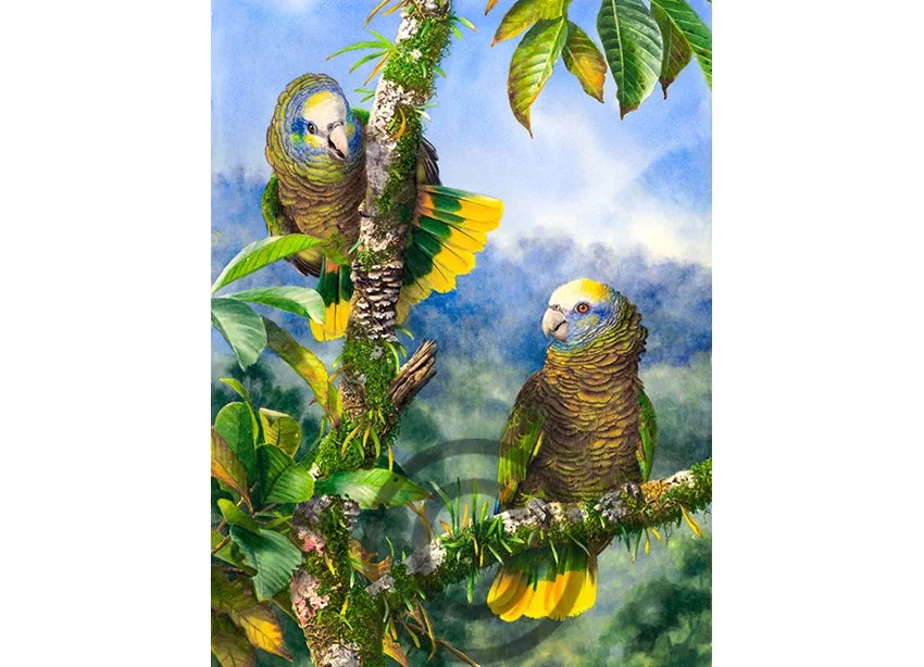 St.-Vincent-Amazon adjcc.jpg