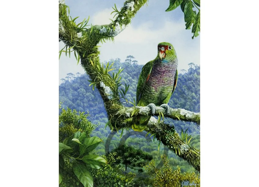 Vinaceous Amazon adj.jpg