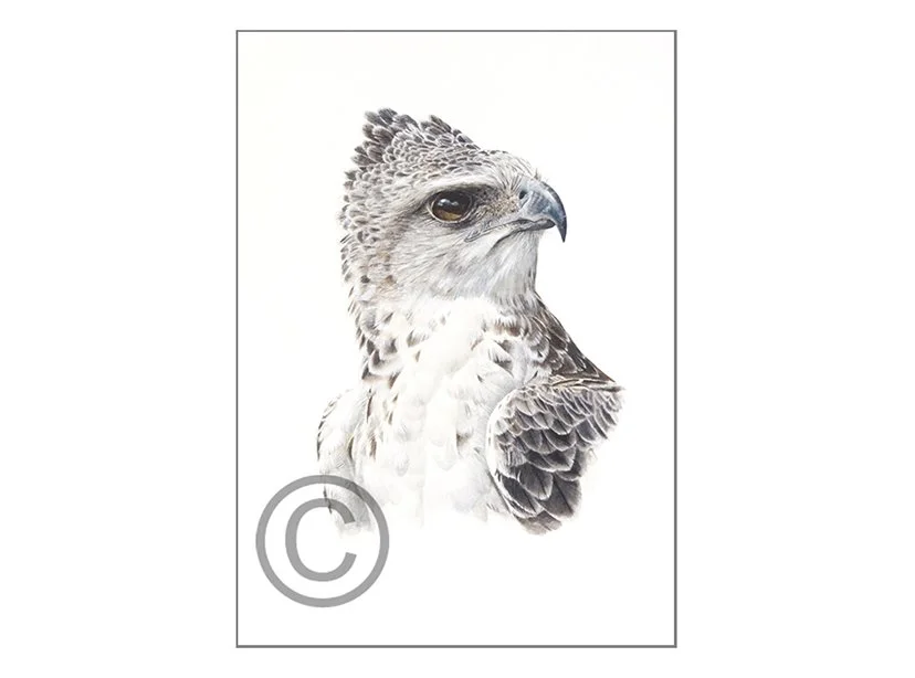 Immature Martial Eagle adj.jpg