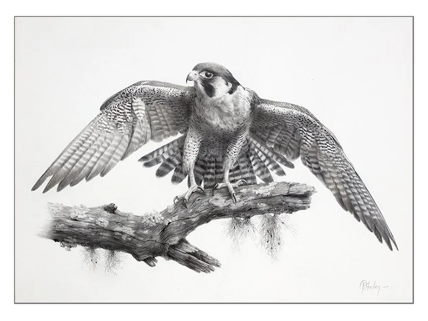Speed and Time (Peregrine Falcon) - 52cm x 72cm drawn in 24K gold, platinum and aluminium. This is not a watercolour - it is one of many wildlife art pieces drawn in precious metals. If you haven't visited the Drawings in 24K Gold section yet, please