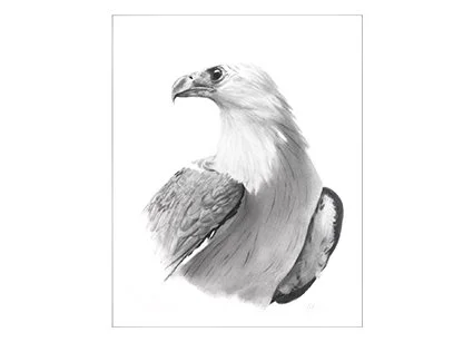 Sea Eagle head study - 35cm x 48cm. Drawn in 24K gold and pure silver.